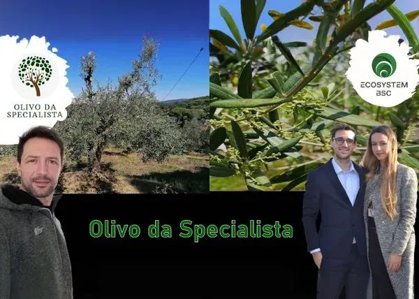Olivo Da Specialista – Rendita Agricola