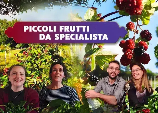 Piccoli Frutti da Specialista – Rendita Agricola